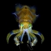 squid_reef_bigfin_bb_v_1380_alo3469.jpg